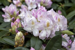 Rhododendron Hybride Gomer Waterer C 7,5 40-50