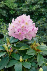 Rhododendron Hybride Gomer Waterer C 7,5 40-50