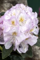 Rhododendron Hybride Gomer Waterer C 7,5 40-50