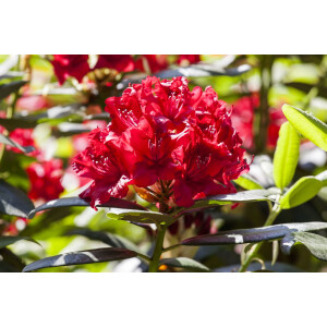 Rhododendron Hybride Karl Naue C 7,5 40-50