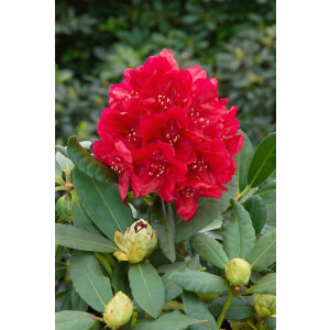 Rhododendron Hybride Karl Naue C 7,5 40-50