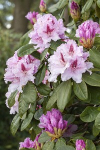 Rhododendron Hybride Le Progres C 7,5 40-50