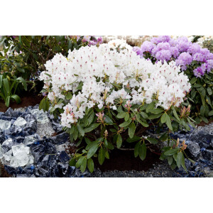 Rhododendron Hybride Madame Masson C 7,5 40-50