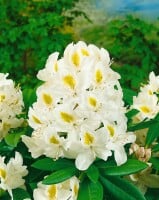 Rhododendron Hybride Madame Masson C 7,5 40-50