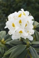 Rhododendron Hybride Madame Masson C 7,5 40-50