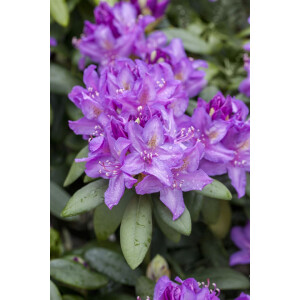 Rhododendron Hybriden Boursault C 40-50