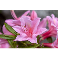 Rhododendron viscosum Jolie Madame C 5 50- 60