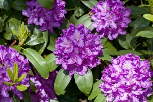 Rhododendron Hybride Cataw.Grandiflorum Gr 1 C 5 INKARHO -R- 30-40