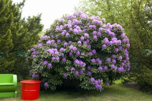 Rhododendron Hybride Cataw.Grandiflorum Gr 1 C 5 INKARHO -R- 30-40