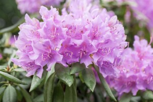 Rhododendron Hybride Cataw.Grandiflorum Gr 1 C 5 INKARHO -R- 30-40