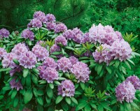 Rhododendron Hybride Cataw.Grandiflorum Gr 1 C 5 INKARHO -R- 30-40