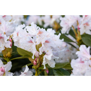 Rhododendron Hybride Cunninghams White Gr 1 C 5 INKARHO...