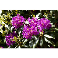 Rhododendron Hybride Marcel Menard Gr 3 C 5 INKARHO -R-...