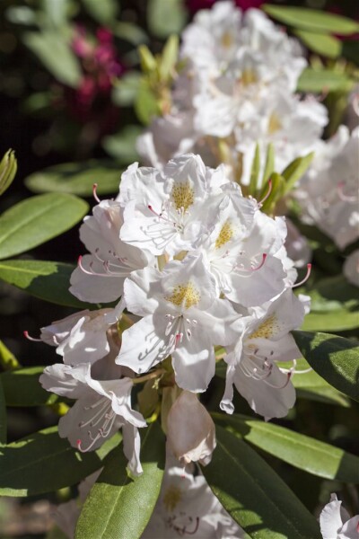 Rhododendron Catawbiense Album II C 5 30- 40