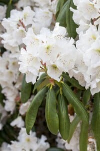 Rhododendron Catawbiense Album II C 5 30- 40