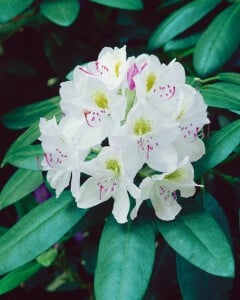 Rhododendron Catawbiense Album II C 5 30- 40