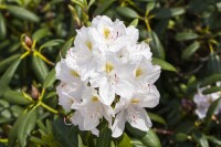 Rhododendron Catawbiense Album II C 5 30- 40