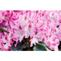Rhododendron Hybride Helen Martin purpurrosa mB 30- 40