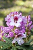 Rhododendron-Hybride Cassata mB 30- 40
