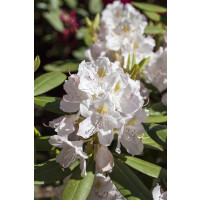 Rhododendron-Hybride Catawbiense Album mB 30- 40