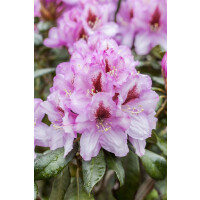 Rhododendron-Hybride Diadem mB 30- 40