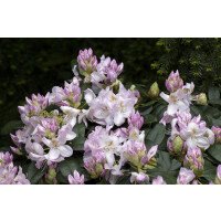 Rhododendron-Hybride Gomer Waterer mB 30- 40