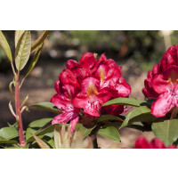 Rhododendron-Hybride Junifeuer mB 30- 40