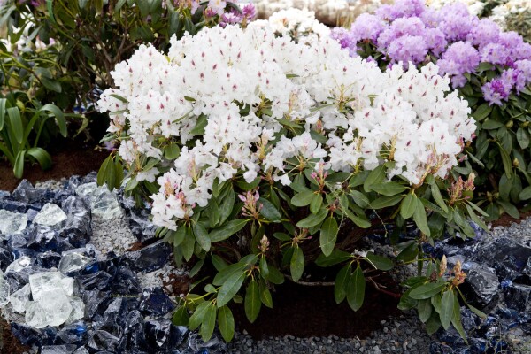 Rhododendron-Hybride Madame Masson mB 30- 40