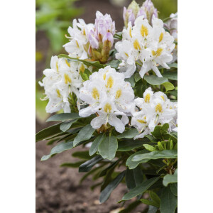 Rhododendron-Hybride Madame Masson mB 30- 40