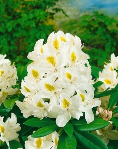 Rhododendron-Hybride Madame Masson mB 30- 40