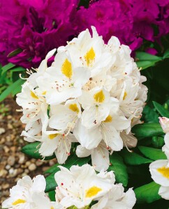 Rhododendron-Hybride Madame Masson mB 30- 40