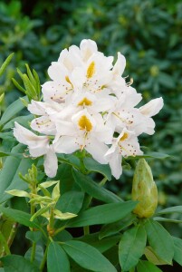 Rhododendron-Hybride Madame Masson mB 30- 40