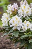 Rhododendron-Hybride Madame Masson mB 30- 40