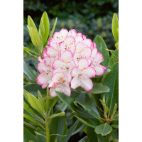 Rhododendron-Hybride Picotee mB 30- 40