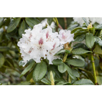 Rhododendron-Hybride Schneeauge mB 30- 40