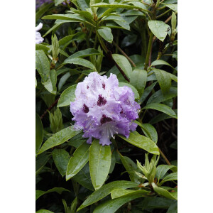Rhododendron Hybride Pinguin C 5 30-40
