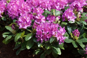 Rhododendron Hybride Pink Purple Dream -R- C 7,5 40-50