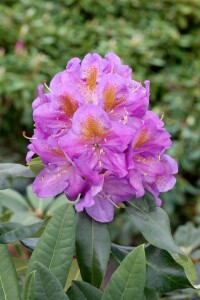 Rhododendron Hybride Pink Purple Dream -R- C 7,5 40-50