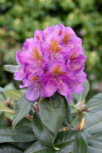 Rhododendron Hybride Pink Purple Dream -R- C 7,5 40-50