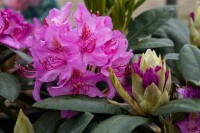 Rhododendron Hybride Pink Purple Dream -R- C 7,5 40-50