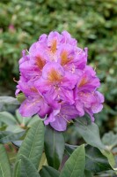 Rhododendron Hybride Pink Purple Dream -R- C 7,5 40-50