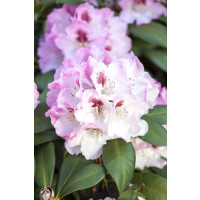 Rhododendron yakushimanum Nicoletta mB 30- 40