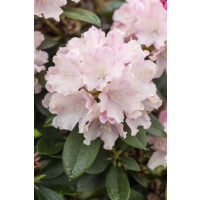 Rhododendron yakushimanum Schneekrone mB 30- 40