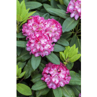 Rhododendron yakushimanum Tatjana mB 30- 40