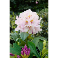 Rhododendron Hybride Eskimo Gr 2 C 7 40-50