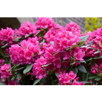 Rhododendron Hybriden Dr.H.C. Dresselhuys C 40-50
