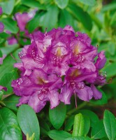 Rhododendron Hybriden Lee´s Dark Purple C 40-50