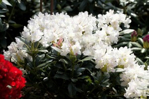 Rhododendron-Hybride Cunninghams White mB 40- 50