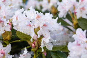 Rhododendron-Hybride Cunninghams White mB 40- 50
