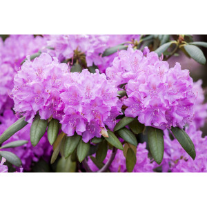 Rhododendron-Hybride Roseum Elegans mB 40- 50
